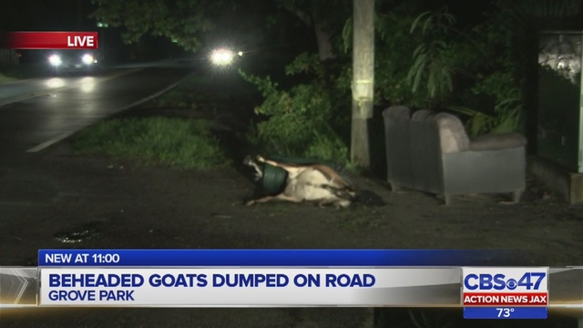 Jacksonville neighbors furious after dead goats left on sidewalk