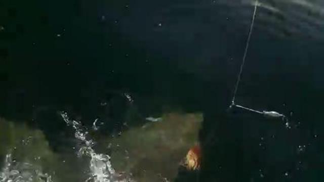 Great White Shark spotted by fishing charter off...
