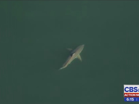 Great white shark spotted off Atlantic Beach coast | WJAX-TV