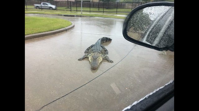 texas sheriff shares gator warning before hurricane harvey hits