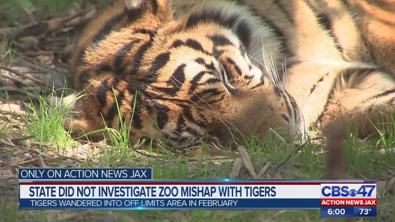 Video Wjax Tv