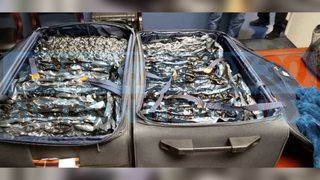 Photos: Man arrested at Jacksonville Airport on suspicion of having over 25 pounds of marijuana